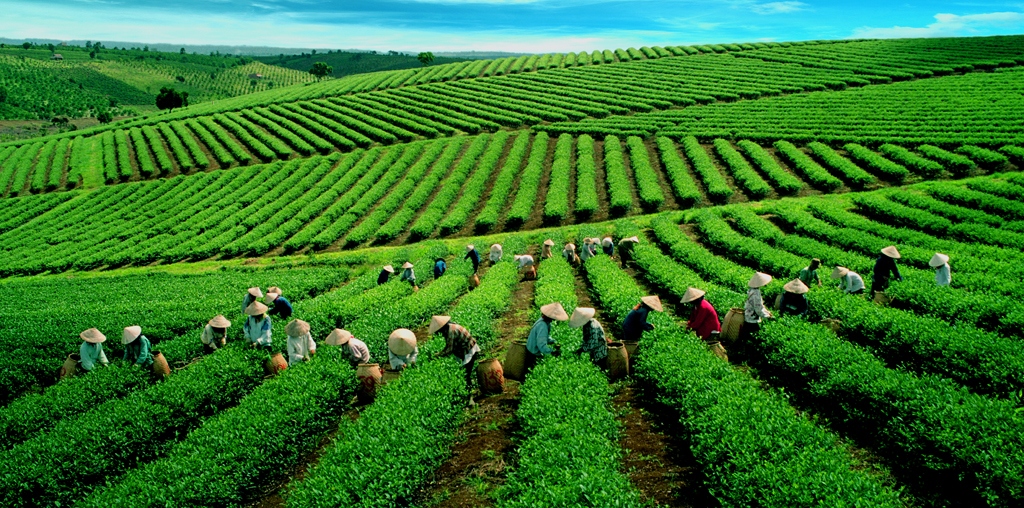 Yen Bai to host Shan Tuyet tea festival for first time